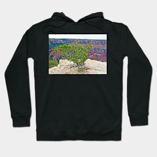 Grand Canyon Tree Study 2 Hoodie